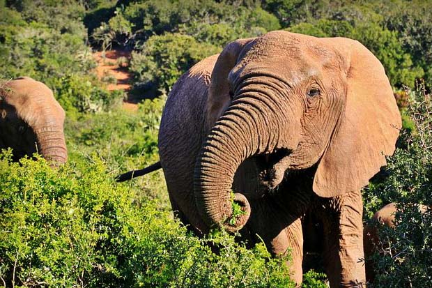 Safari Holidays